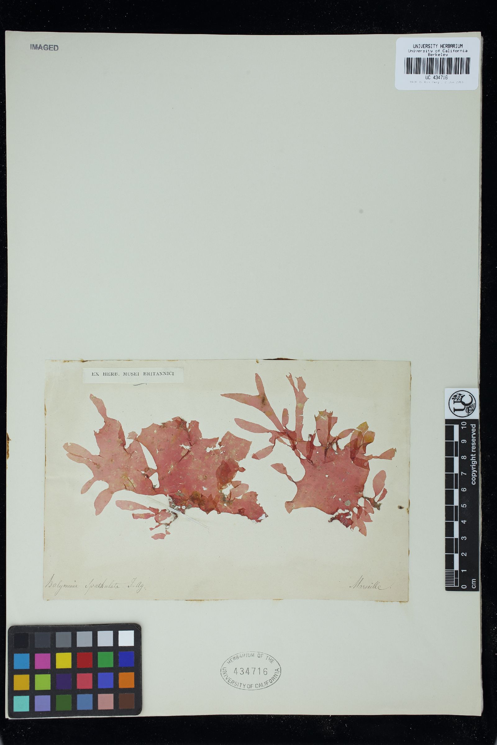 Kallymenia spathulata image