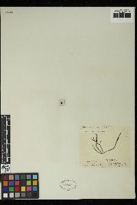 Cladostephus spongiosus f. verticillatus image