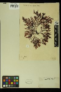 Rhabdonia verticillata image