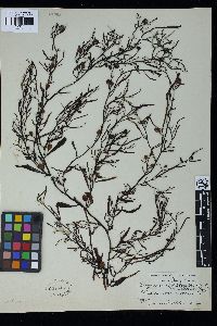 Sargassum henslowianum var. bellonae image