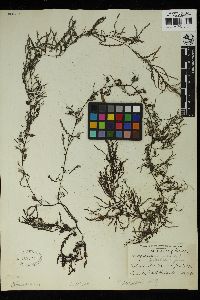 Sargassum siliquastrum image