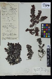 Sargassum granuliferum image