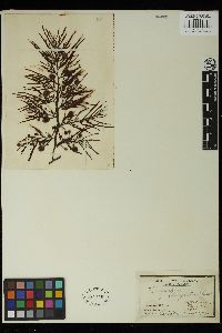Sargassum wightii image