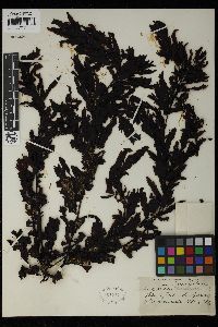 Sargassum sinclairii image