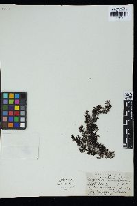 Sargassum granuliferum image