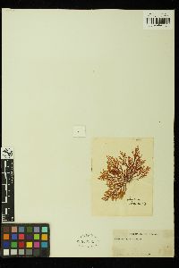 Laurencia flexuosa image