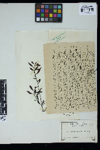 Sargassum hemiphyllum image