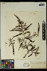 Sargassum sinclairii image