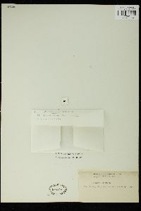 Amphiroa peruana image