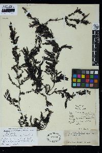 Sargassum incisifolium image