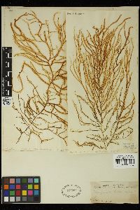 Papenfussiella lutea image