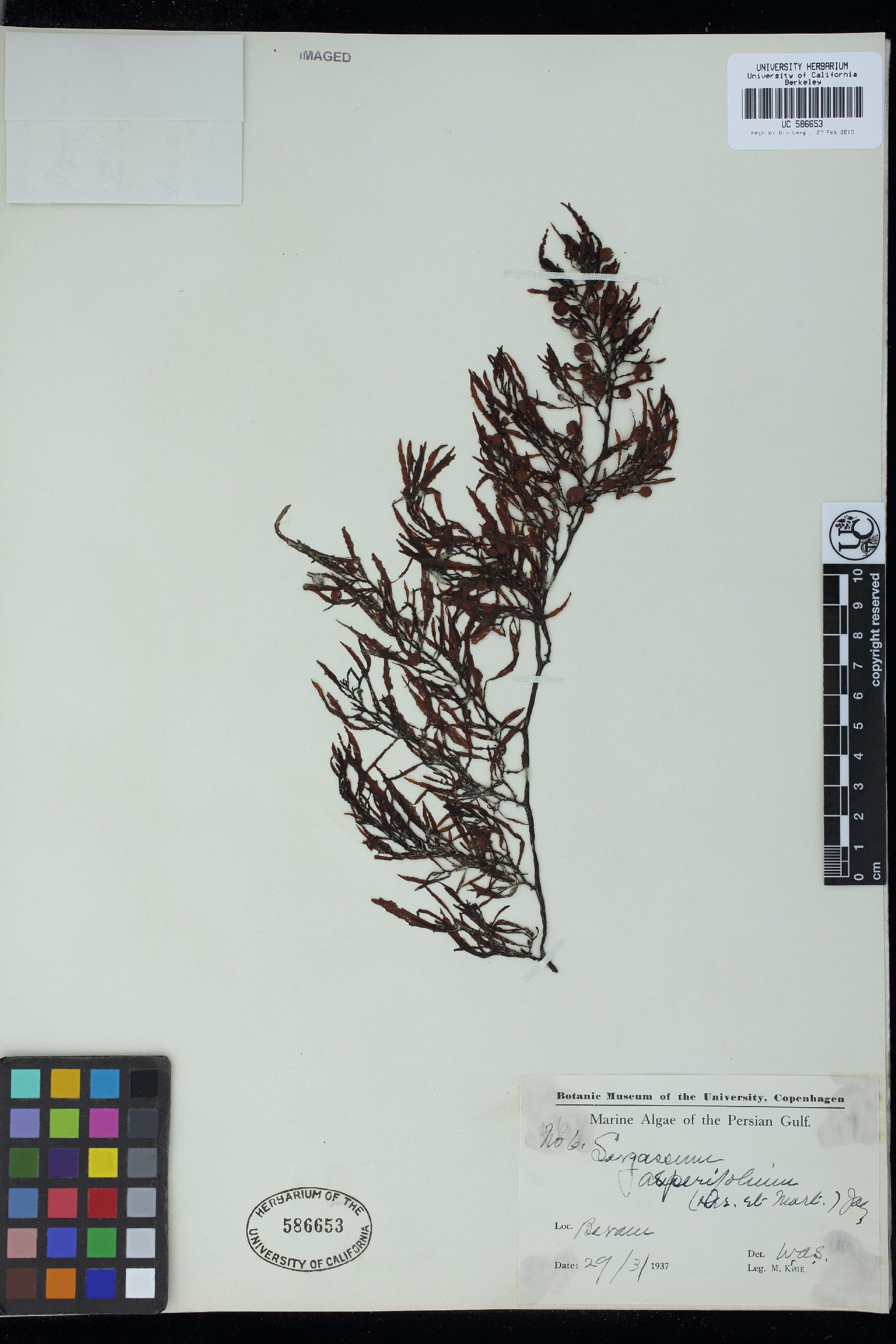 Sargassum asperifolium image