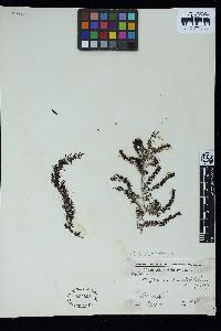 Sargassum swartzii image