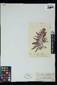 Laurencia distichophylla image