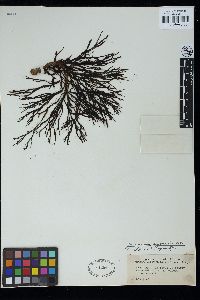 Zonaria subarticulata image