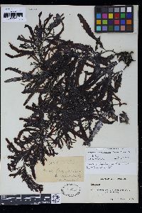 Sargassum incisifolium image