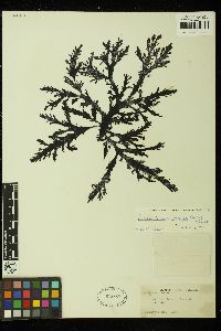 Placentophora colensoi image