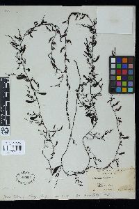 Sargassum hemiphyllum image