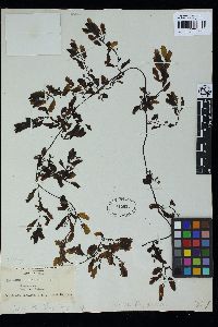 Sargassum glaucescens image