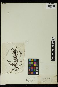 Sargassum kuetzingii image