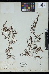 Sargassum angustifolium image