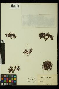 Melanamansia glomerata image