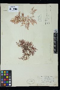 Laurencia distichophylla image