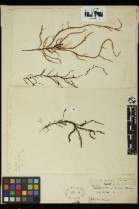 Papenfussiella lutea image