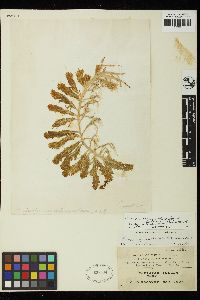 Caulerpa peltata image