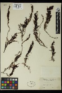 Sargassum stenophyllum image