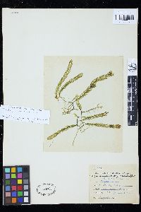 Caulerpa corynephora image