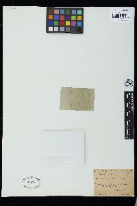 Coelastrum microporum image
