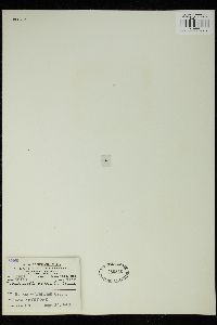 Trentepohlia aurea image