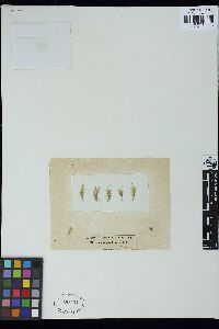 Ectocarpus crouanii image