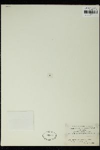 Sphaerozosma pygmaeum image