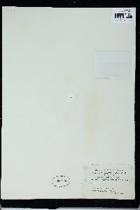 Trentepohlia jolithus image