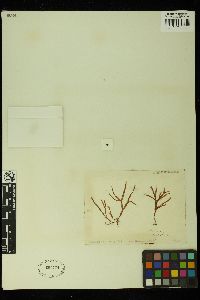 Rhodymenia leptophylla image