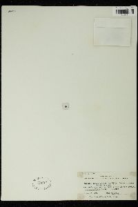 Dictyosphaeria ocellata image