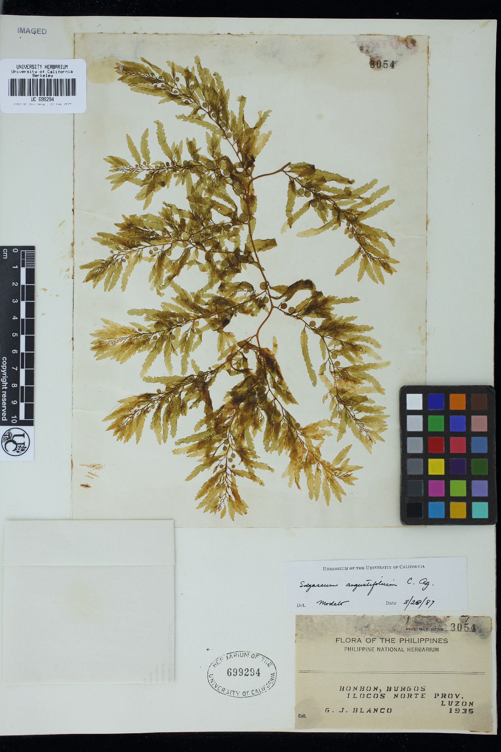 Sargassum angustifolium image