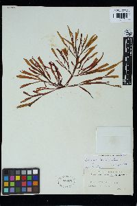 Gracilaria truncata image
