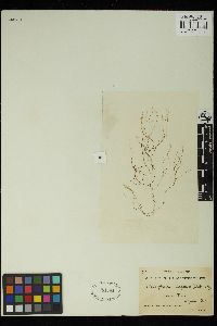 Stilophora tenella image