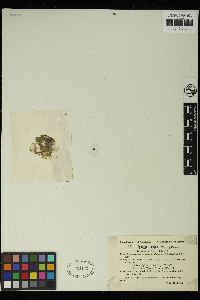Spirogyra insignis image