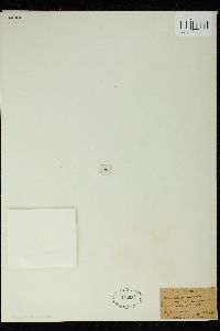 Trentepohlia aurea image