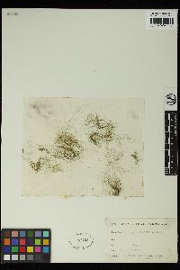 Spirogyra lineata image