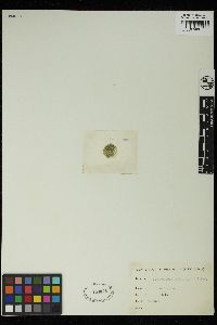 Staurastrum muricatum image
