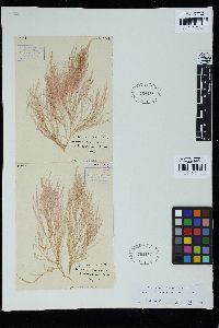 Griffithsia crassiuscula image