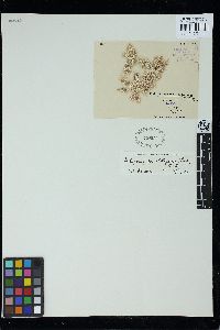 Metagoniolithon stelliferum image