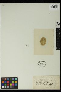Spirogyra hassallii image