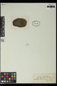 Staurastrum leptocladum image