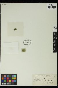 Staurastrum pygmaeum image